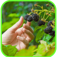 Boysenberries Boysenberries