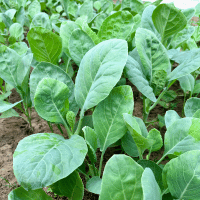 Broccoli plant