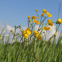 Buttercup plant