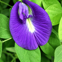 Butterfly Pea