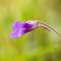 Butterworts