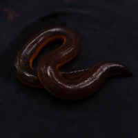 Caecilians