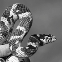 California King Snake