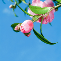 Camellia Plant