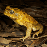 Cane toad