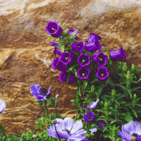 Canterbury Bells Plant