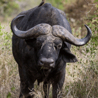 Cape Buffalo