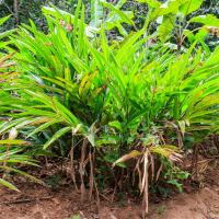 Cardamom plant