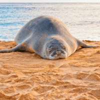 Caribbean Monk Seal