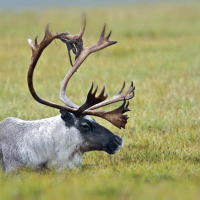 Caribou