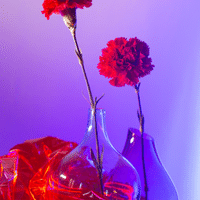 Carnation Plant