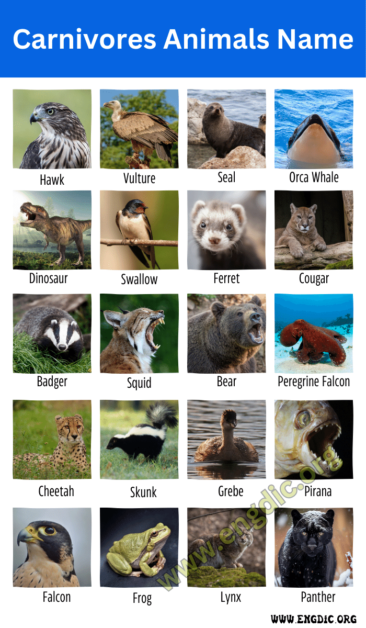 60+ Carnivores Animals Name (Flesh Eating Animals) - EngDic