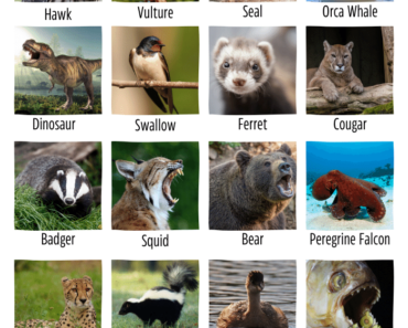 60+ Carnivores Animals Name (Flesh Eating Animals)