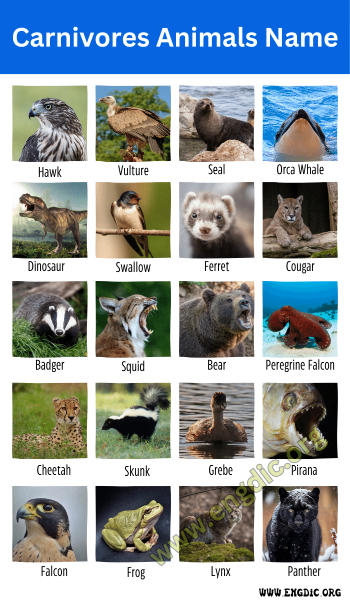 Carnivores Animals Name