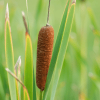 Cattail