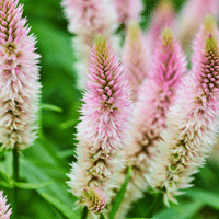 Celosia Plant