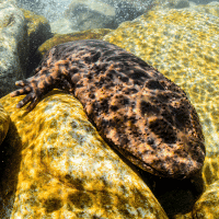 Chinese Giant Salamander