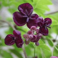 Chocolate vines