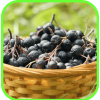 Chokeberries Chokeberries