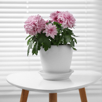 Chrysanthemum Plant