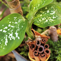 Cinnamon plant