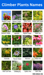 25 Climber Plants Names with Pictures (Examples of Vines) - EngDic