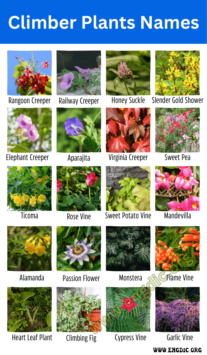 25 Climber Plants Names with Pictures (Examples of Vines) – EngDic