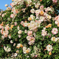 Climbing Rose