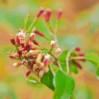 Cloves plant