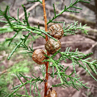 Coast Redwood
