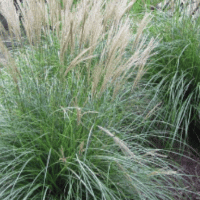 Coastal Maiden Grass