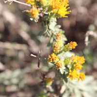 Coastal Sage