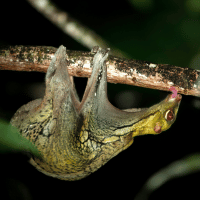 Colugo