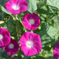 Common Morning Glory