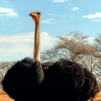 Common Ostrich