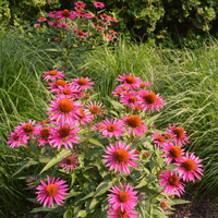 Coneflower Plant