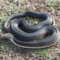 Copperhead