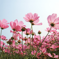 Cosmos Plant