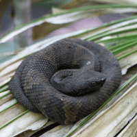 Cottonmouth