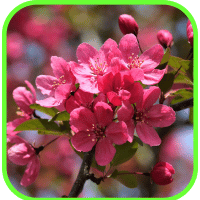 Crabapples Crabapples
