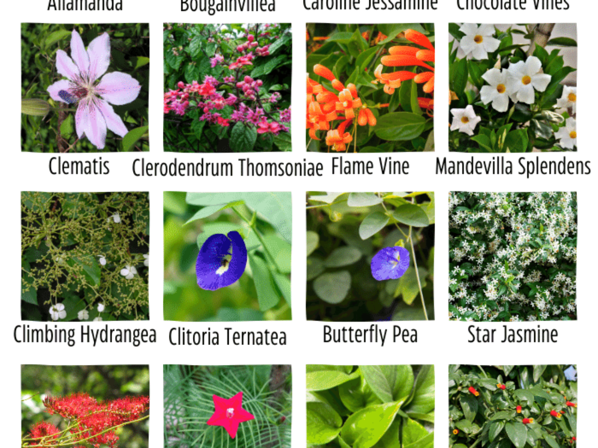 28 Creeper Plants Names With Pictures Facts – EngDic, 47% OFF