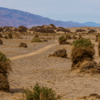 Creosote Bush