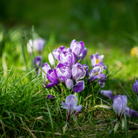 Crocus Plant
