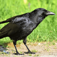 Crow