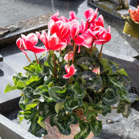 Cyclamen Plant