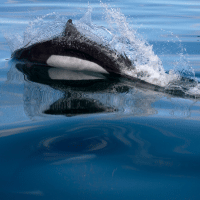 Dall's Porpoise