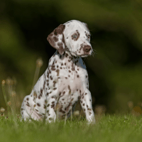 Dalmatian Dog