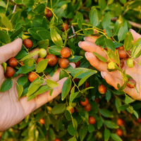 Dates Plant
