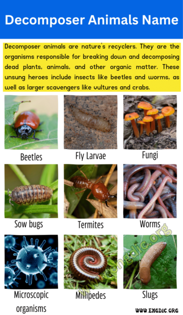 Decomposer Animals Name | Decomposers Examples - EngDic