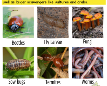 Decomposer Animals Name | Decomposers Examples